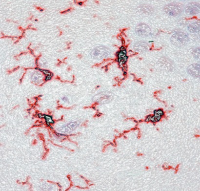 Microglia Iba1 parafin 72